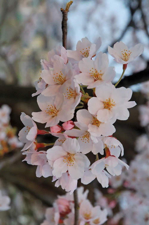 hanami