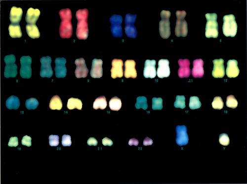 Normal chromosomes
