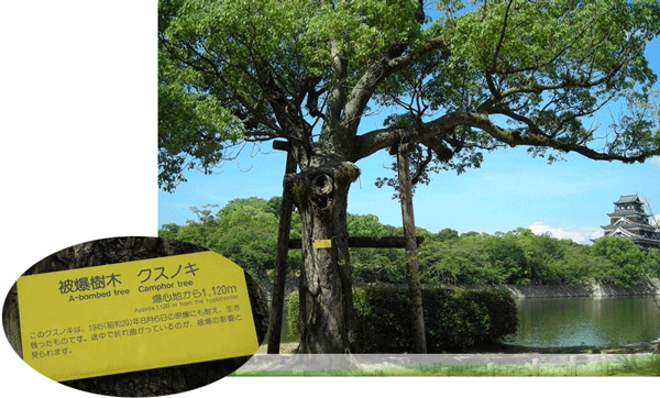 The hibaku camphor tree near the moat at Hiroshima Castle. Approximately 1.1km from the hypocenter.