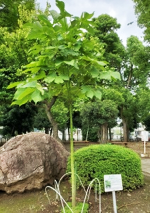 second-generation A-bombed Aogiri tree