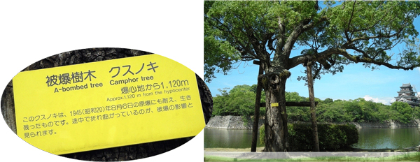 広島城の堀の傍らに立つ被爆樹木（クスノキ）。爆心地から約1.1km。