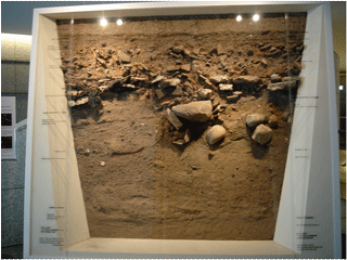 地層の断面標本