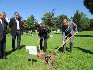 サラエボ市長（右）とともに、被爆樹木（イチョウ）を植樹